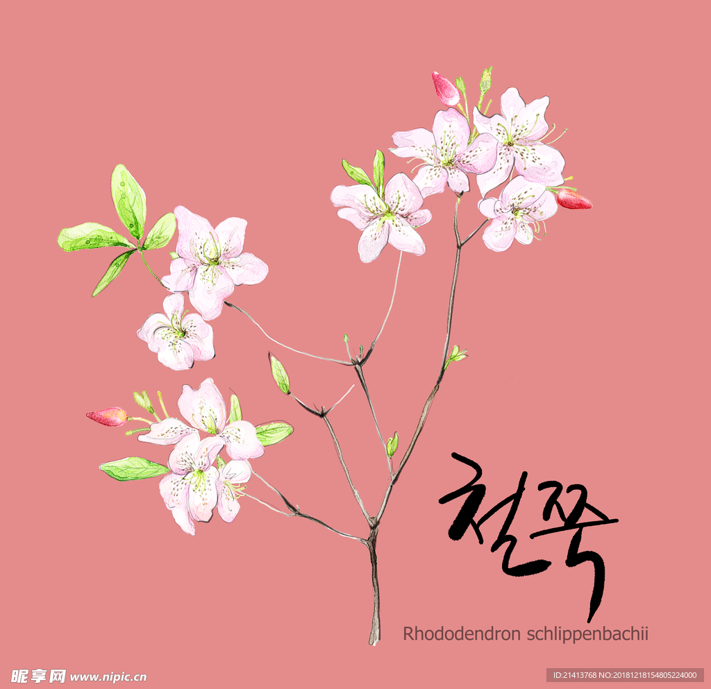 手绘花卉素材