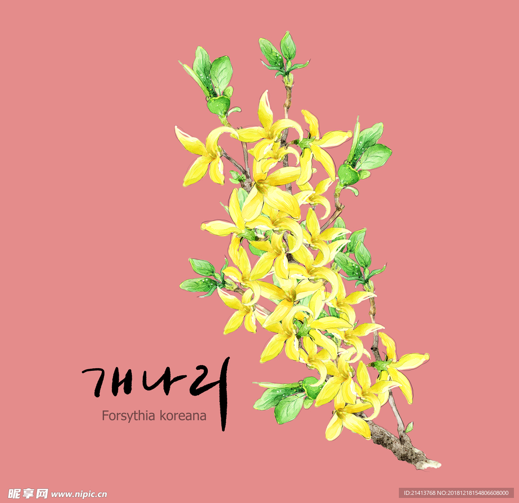 手绘花卉素材