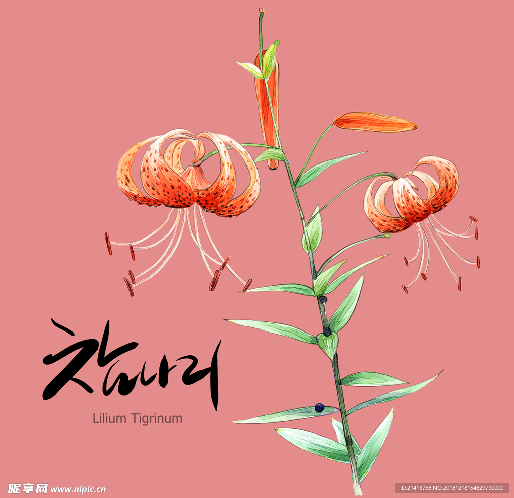 手绘花卉素材