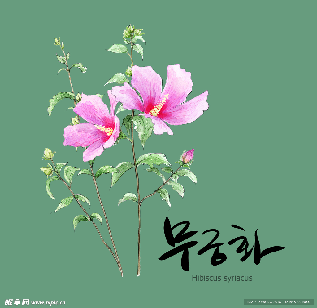 手绘花卉素材