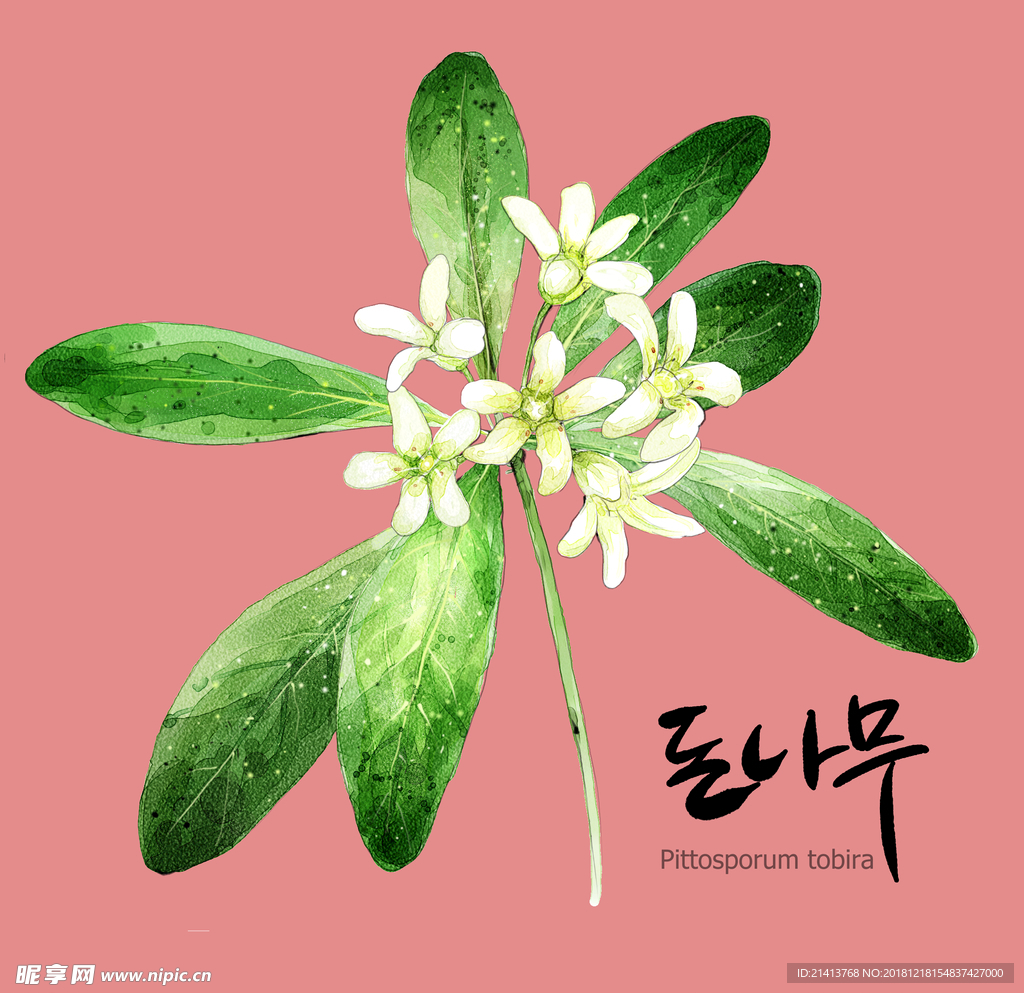 手绘花卉素材