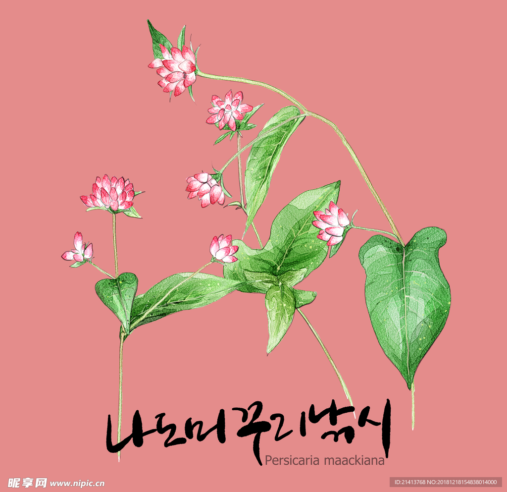 手绘花卉素材
