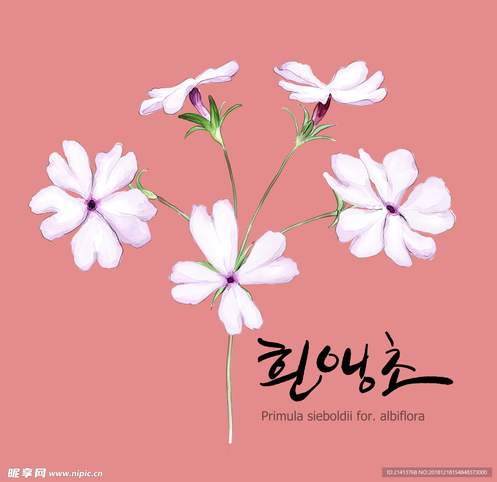 手绘花卉素材