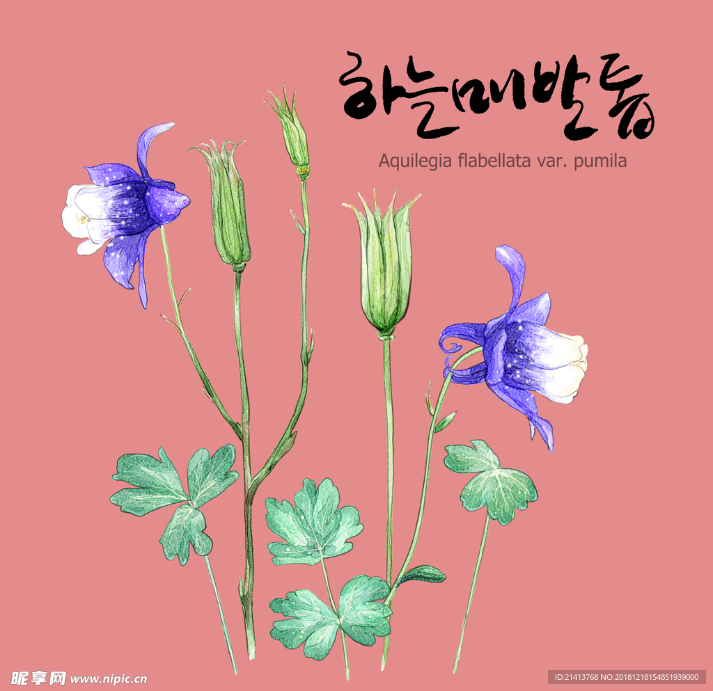 手绘花卉素材