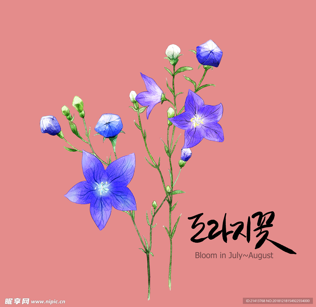 手绘花卉素材