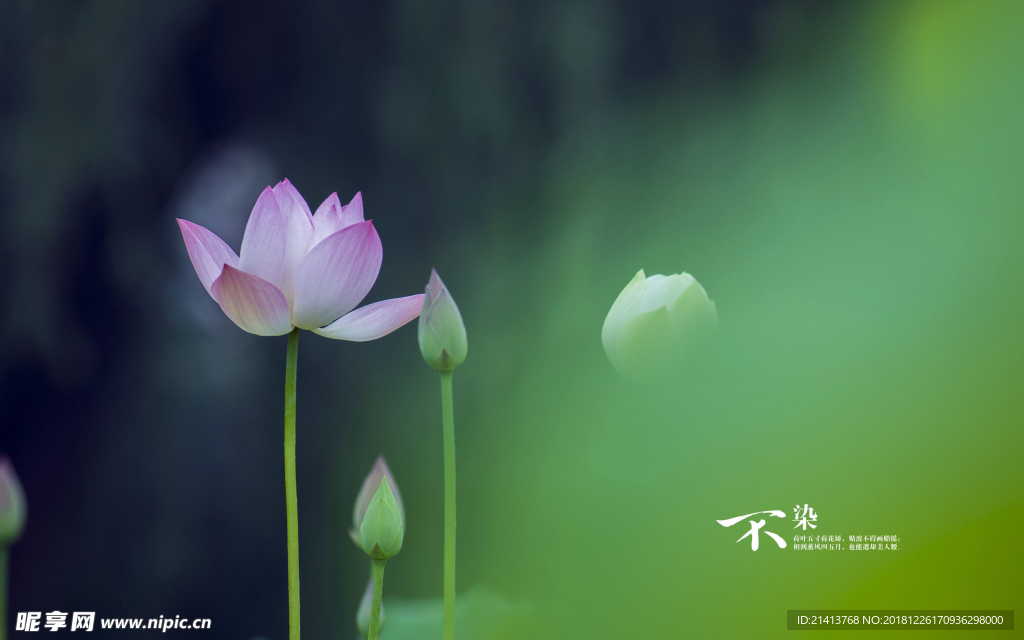 荷花莲花花卉