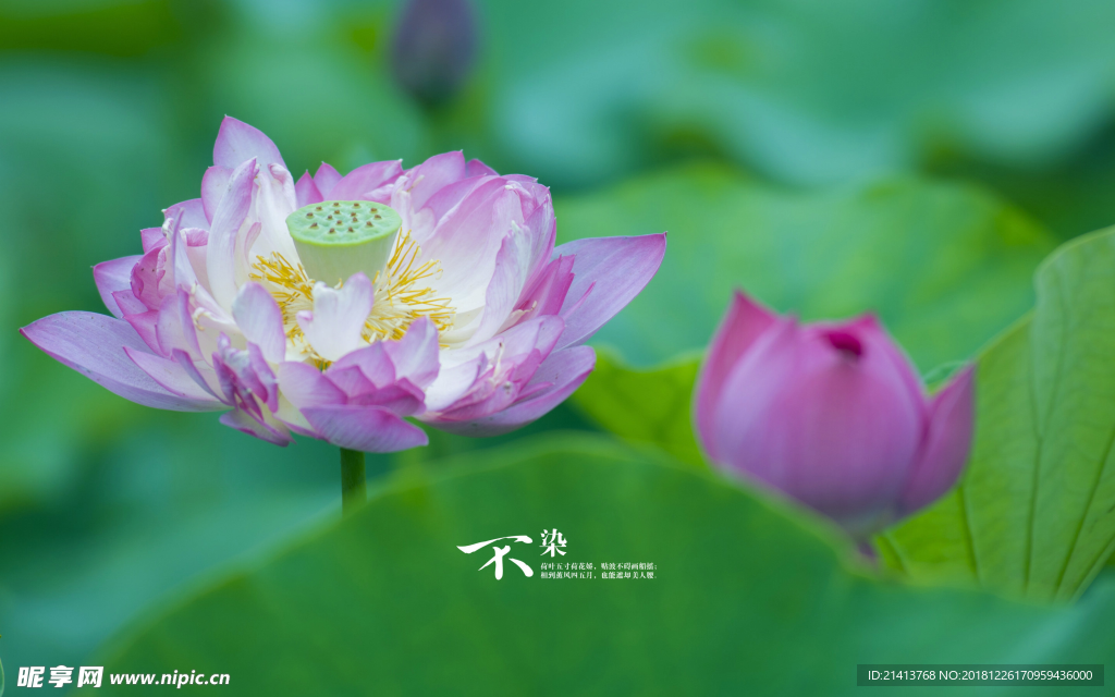 荷花莲花花卉