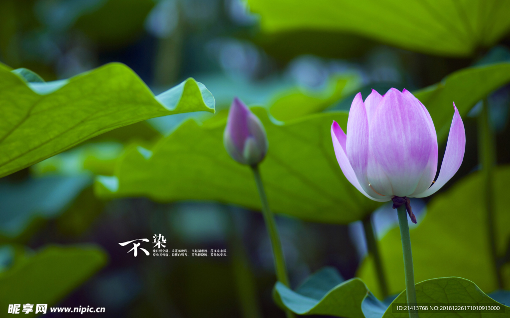 荷花莲花花卉