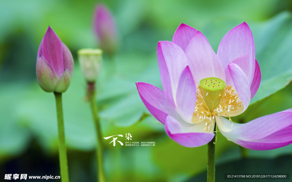荷花莲花花卉