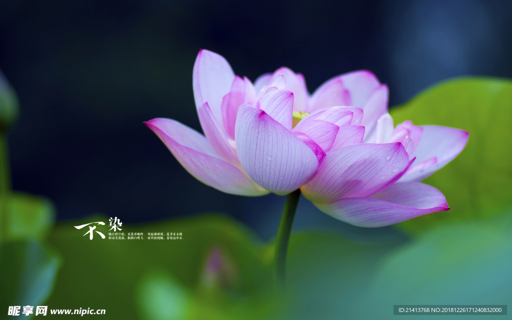 荷花莲花花卉