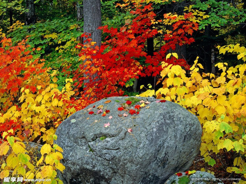小花花朵花卉