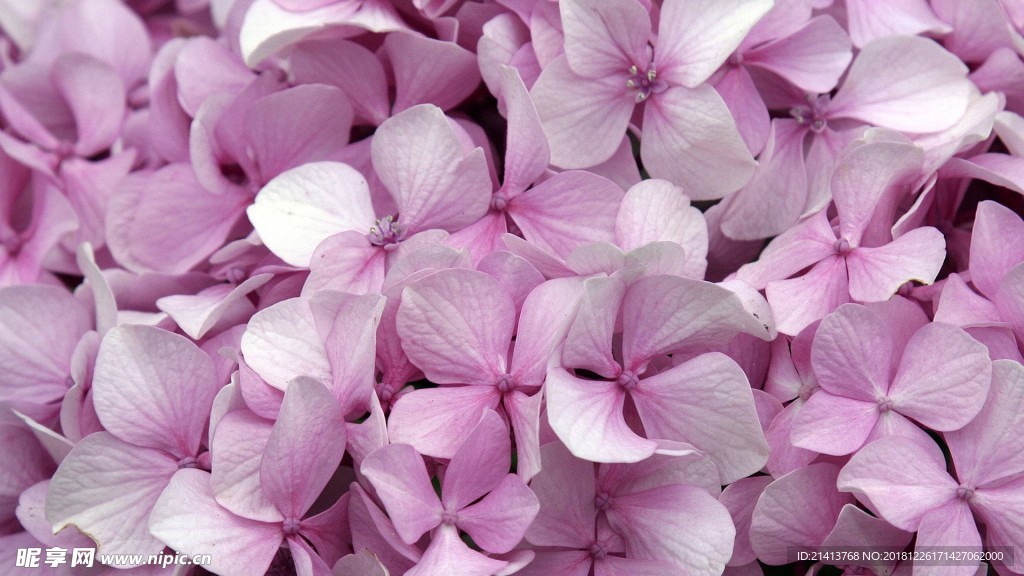 小花花朵花卉