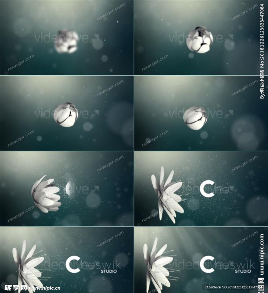 白色悬浮花朵AE模板