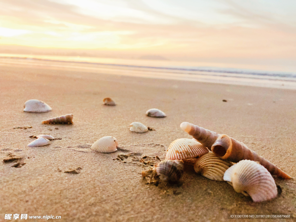 三亚清晨的沙滩贝壳