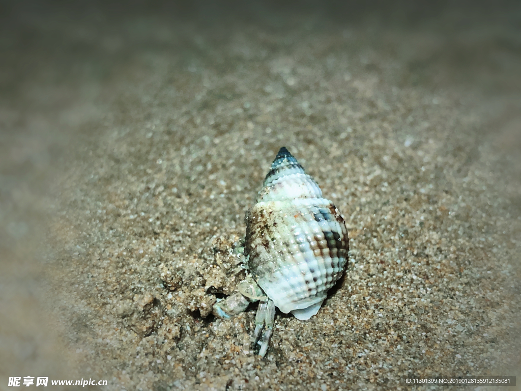 三亚清晨的寄居蟹