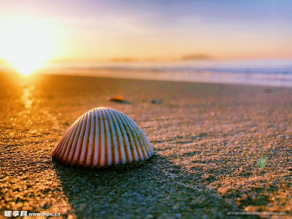 三亚清晨的沙滩贝壳
