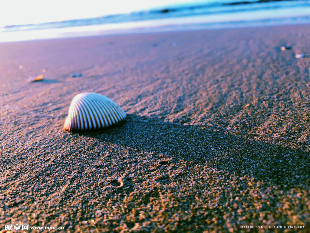 三亚清晨的沙滩贝壳
