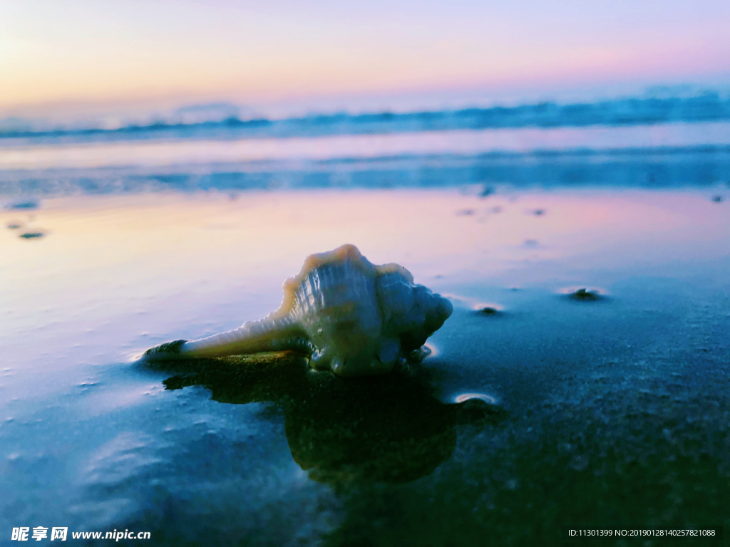 三亚清晨的沙滩贝壳