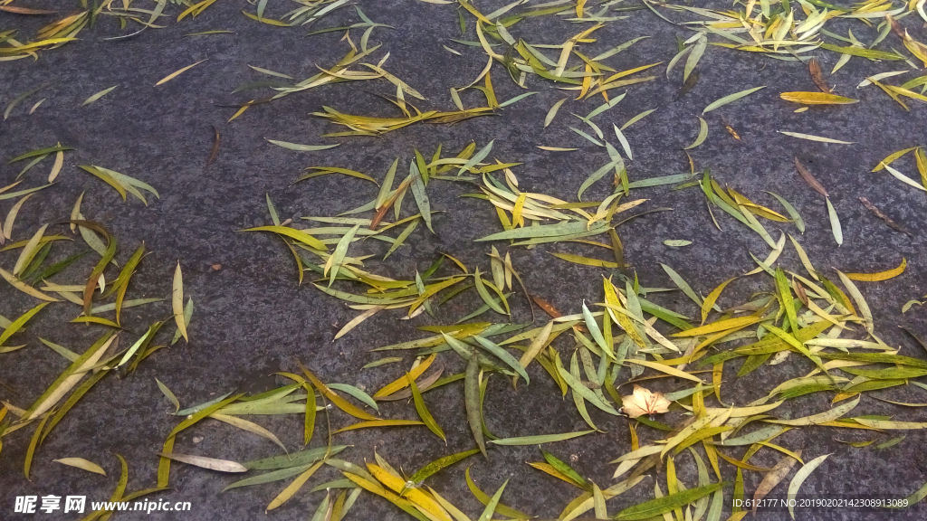 柳叶冻结在冰中