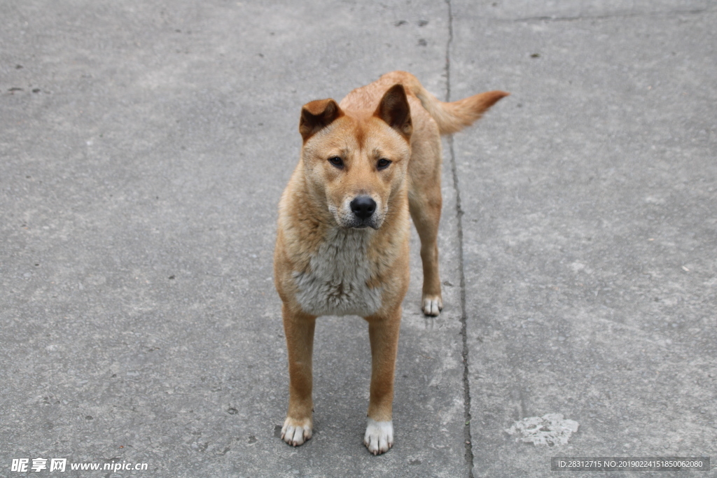 黄狗 中华田园犬