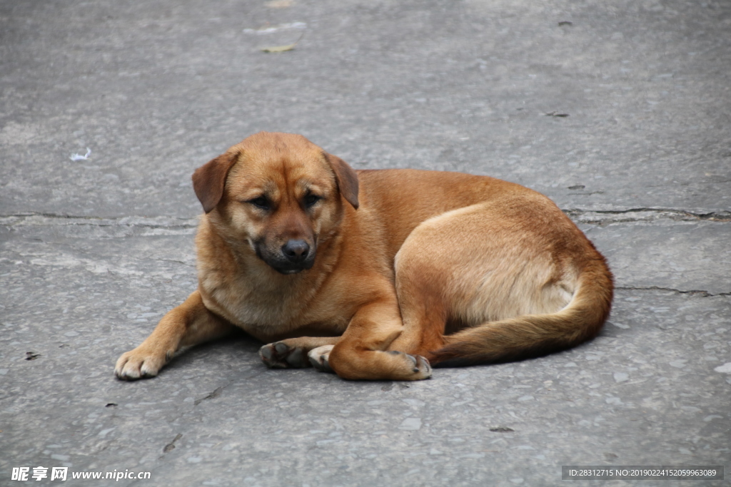 中华田园犬 土狗