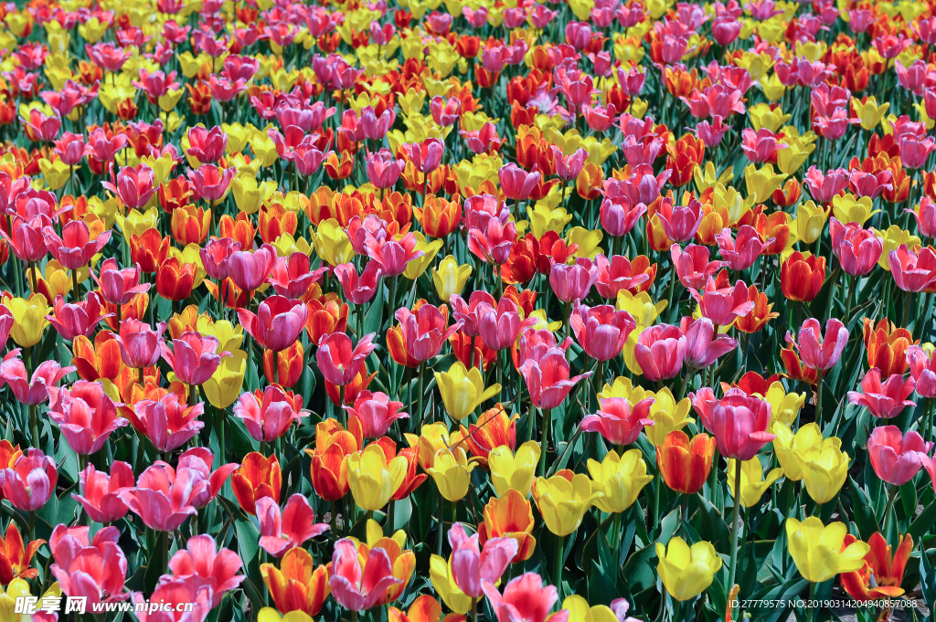 多彩郁金香盛开