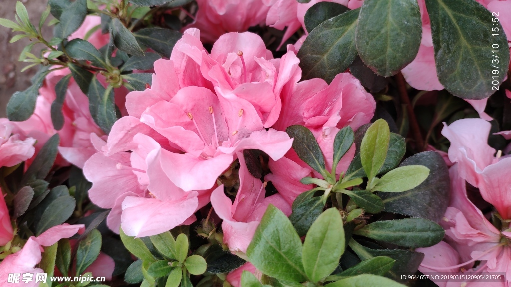 花