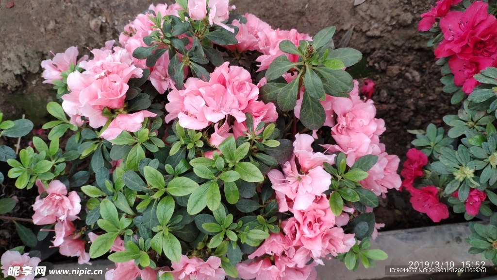 花