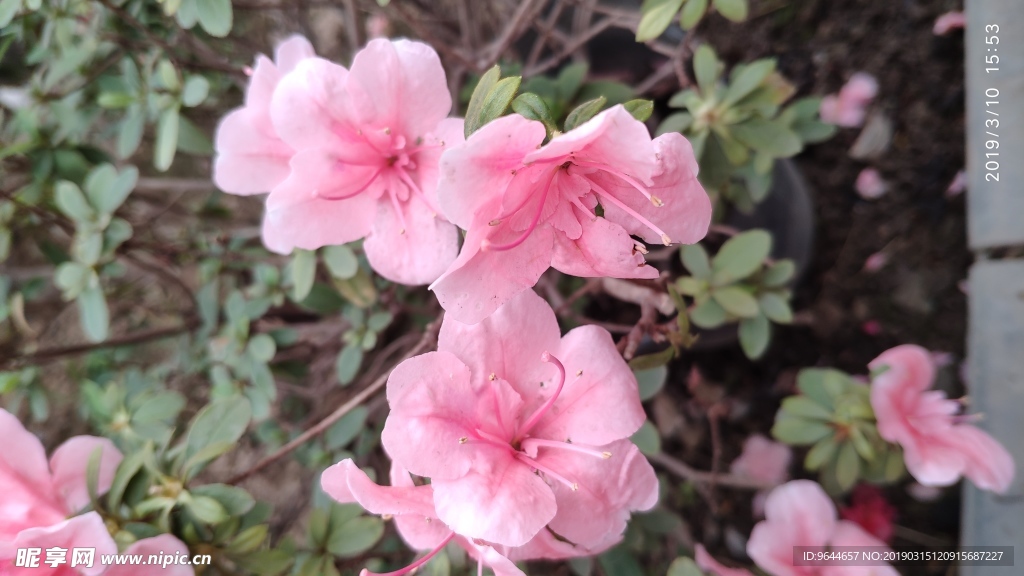 花