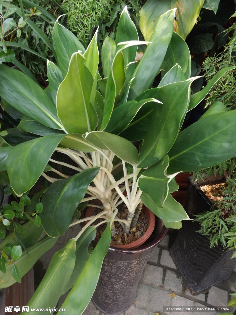 金钻蔓绿绒盆栽