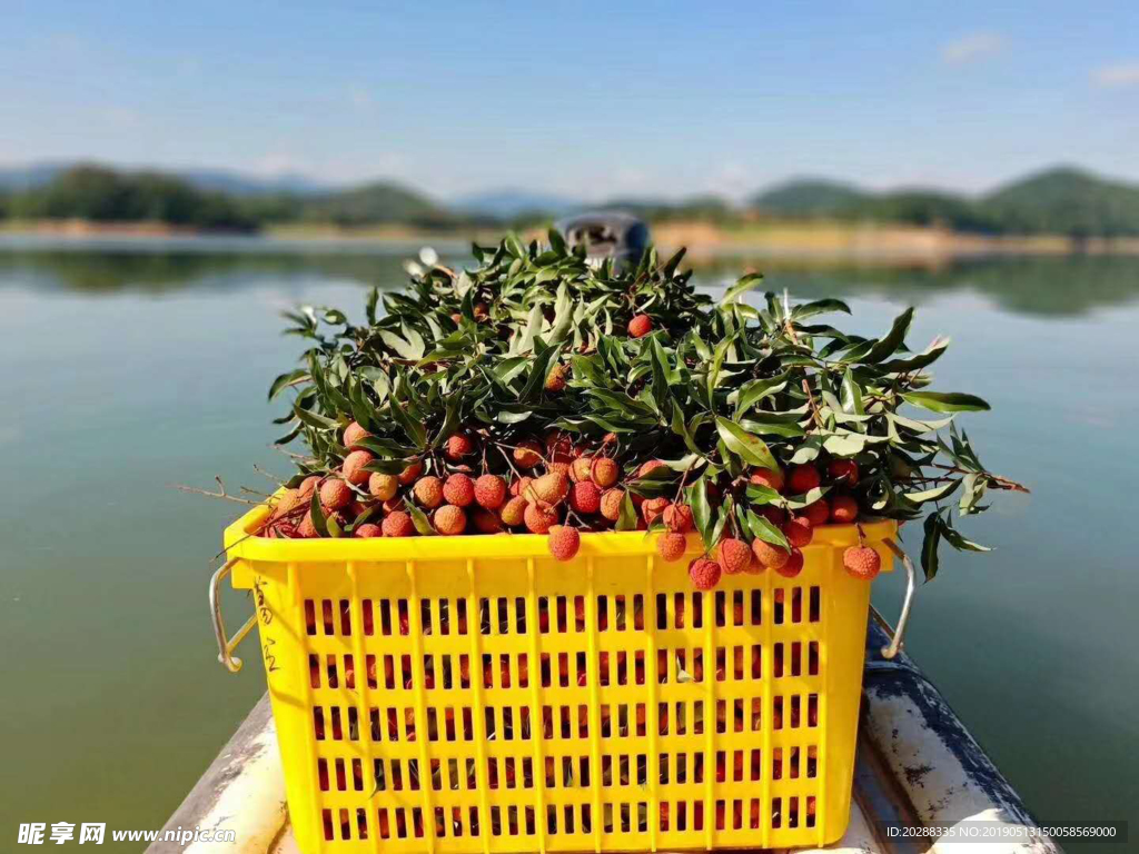 荔枝