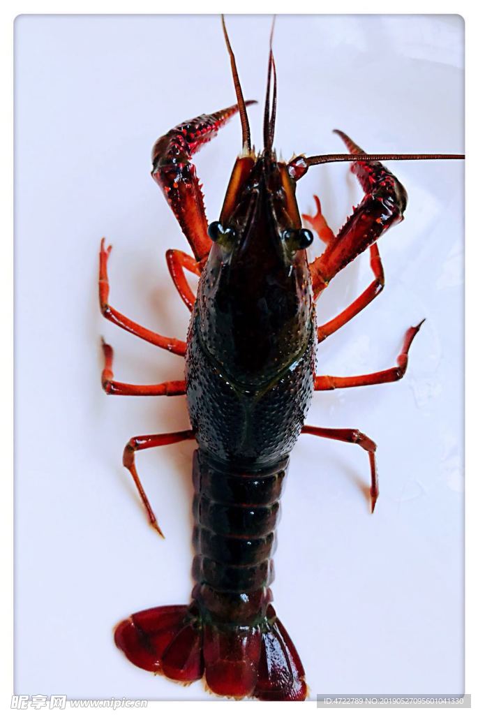 活的小龙虾