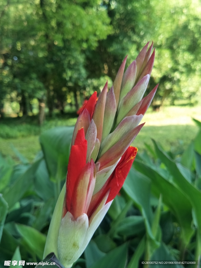芭蕉花