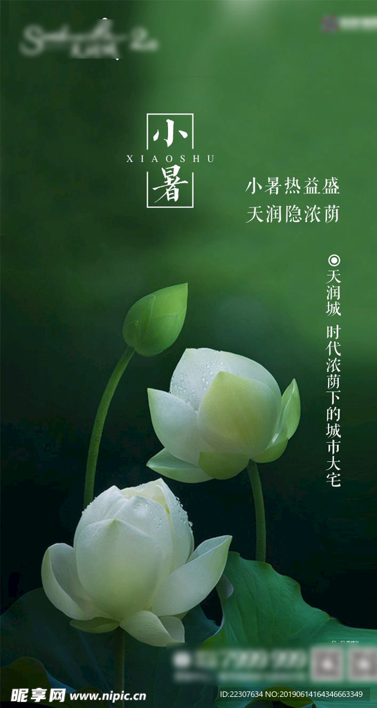 小暑24节气单图     小暑