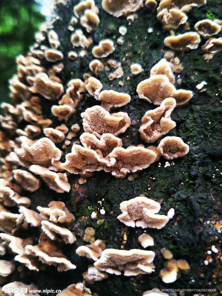 雨后蘑菇
