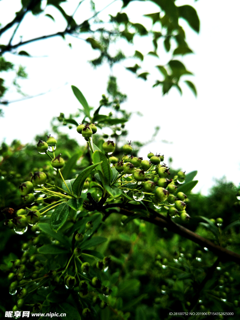 雨后