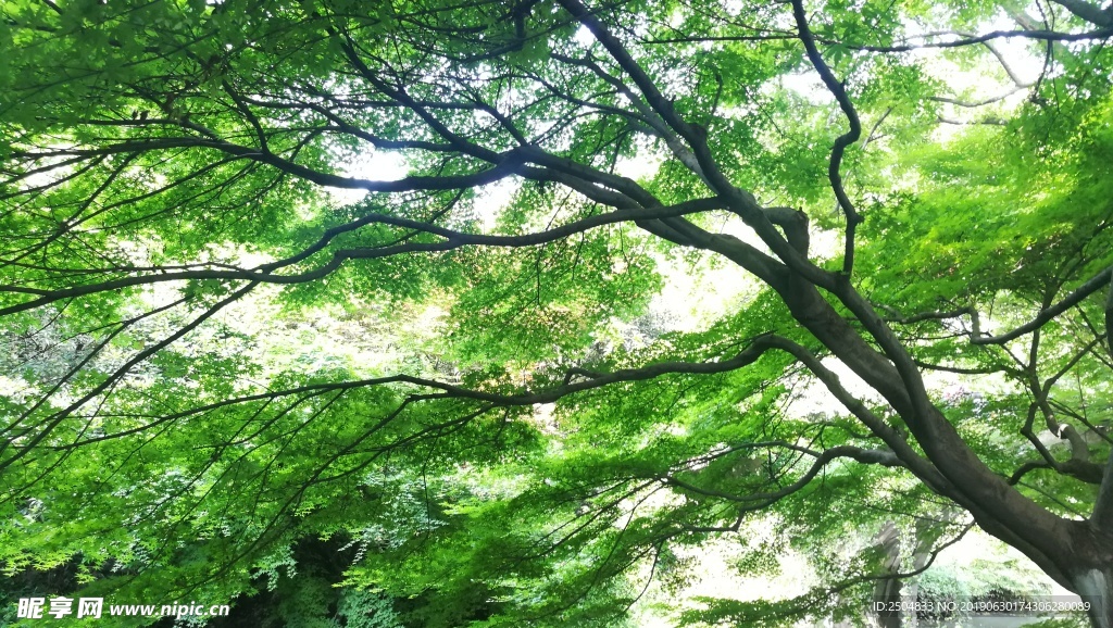 风景
