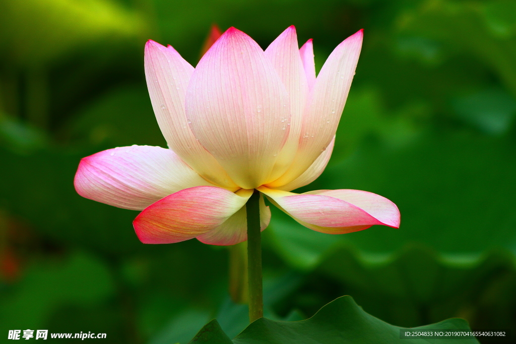鲜花