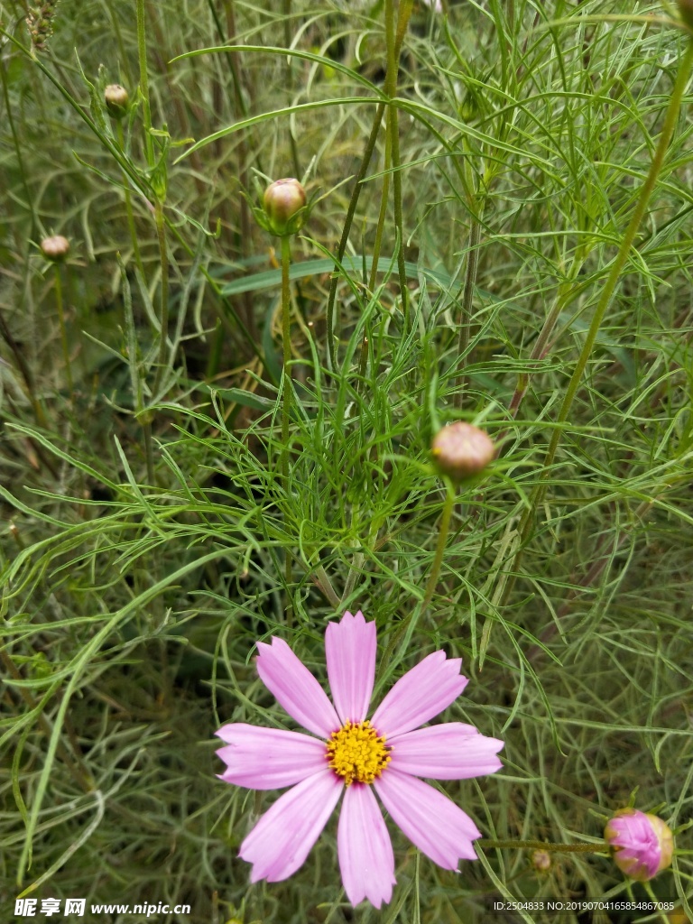 风景