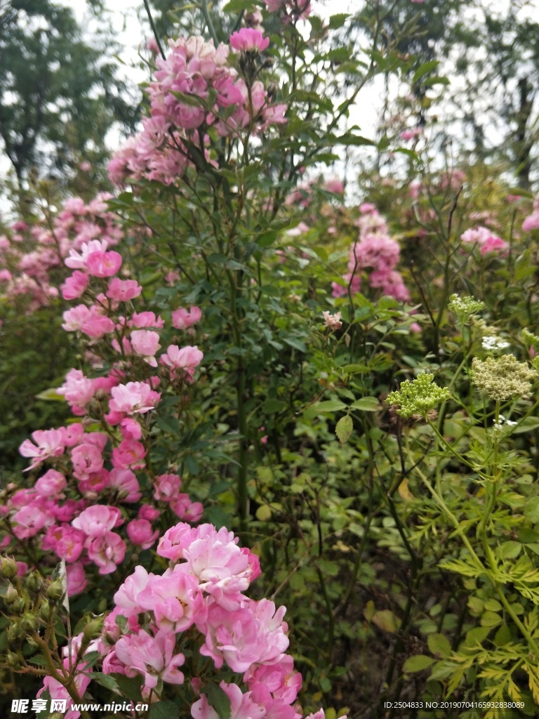 风景