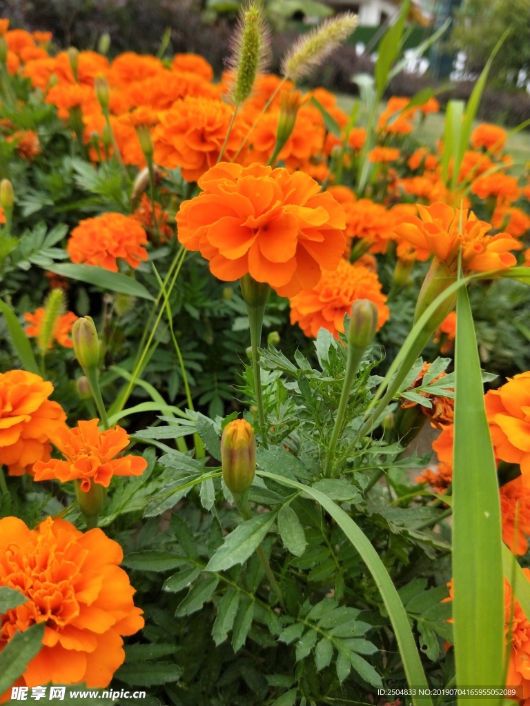 鲜花