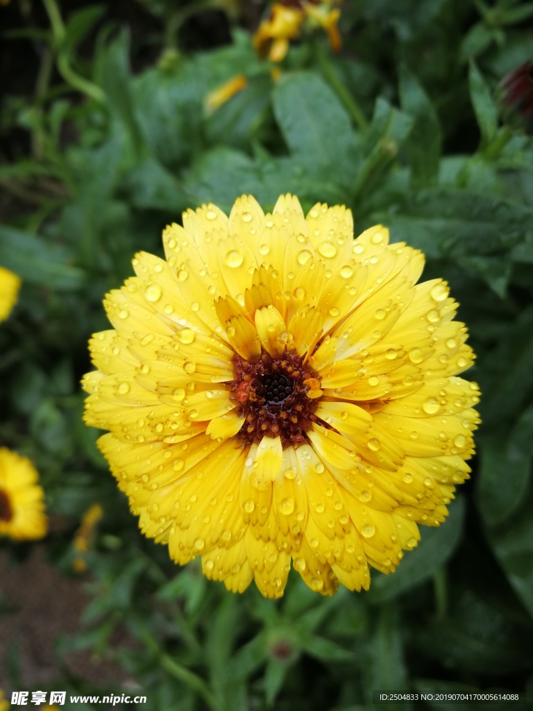 鲜花