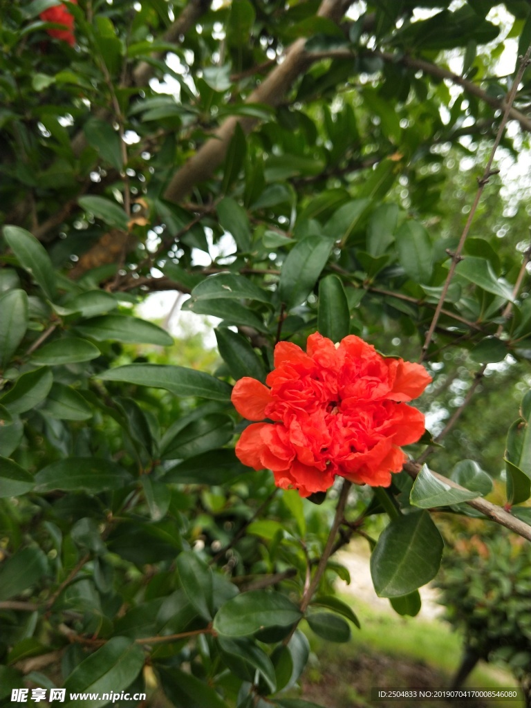 鲜花