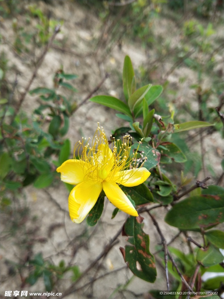 鲜花