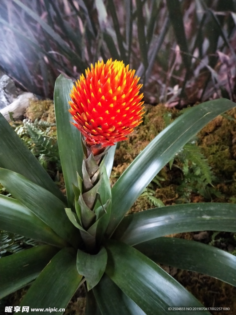 鲜花