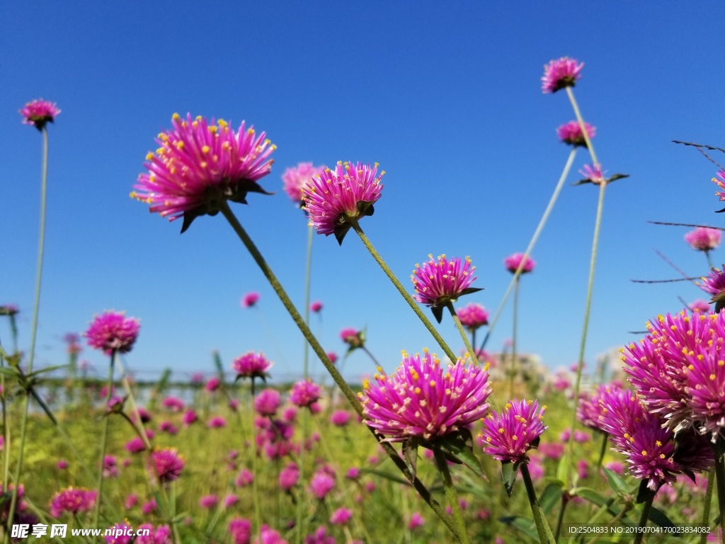 鲜花