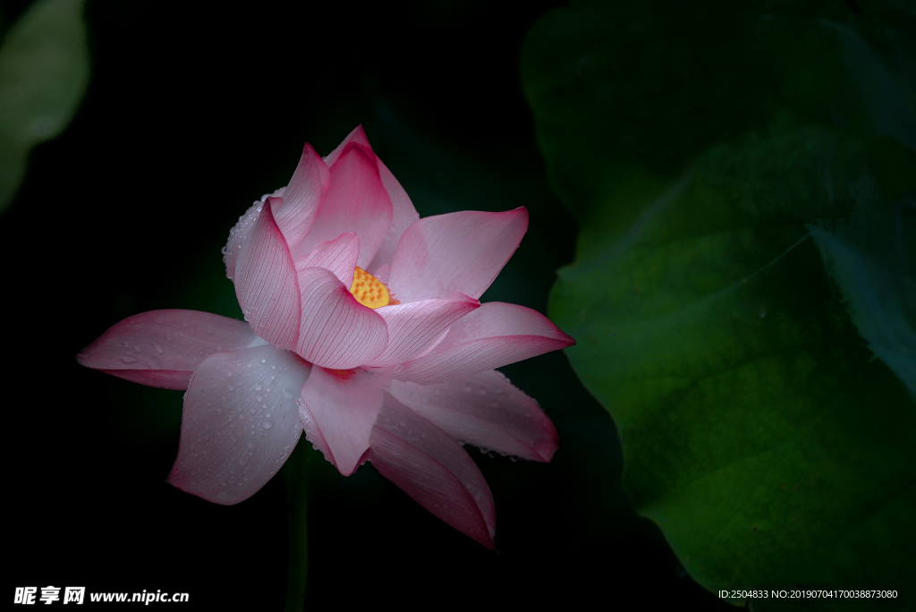 鲜花