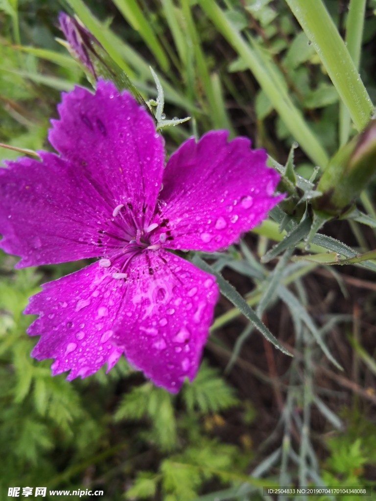 花