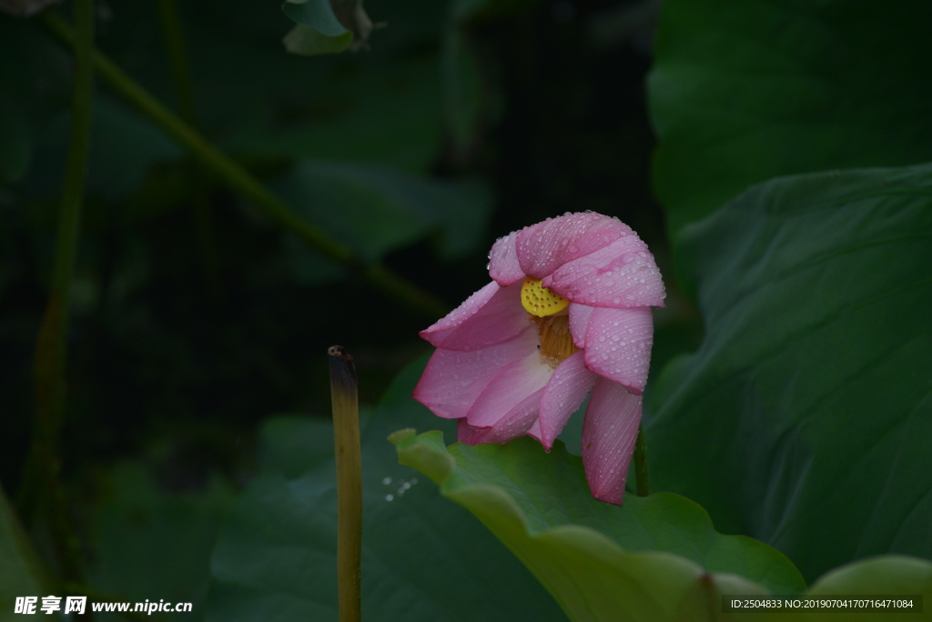 荷花