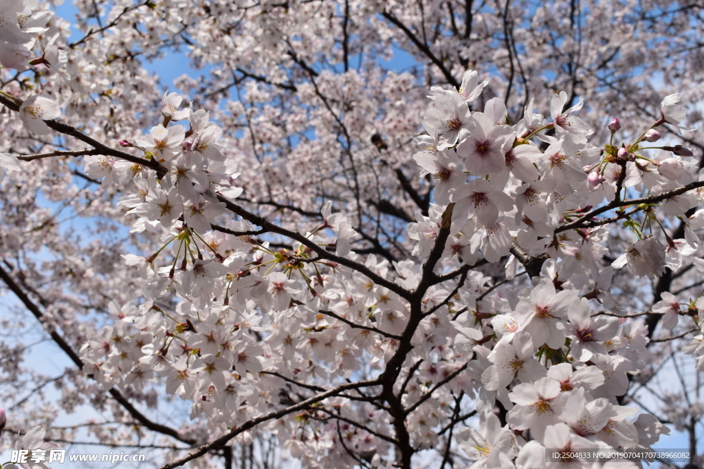 梅花
